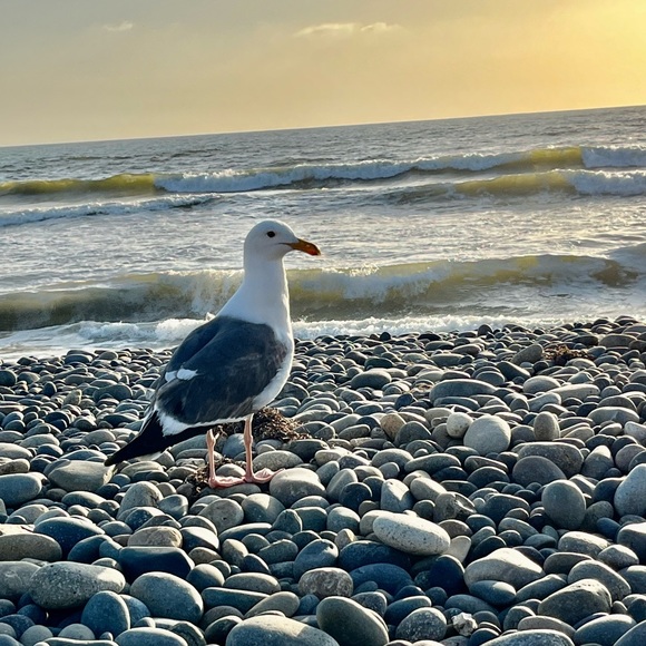 Meet your Posher, Sarah - Picture 1 of 1